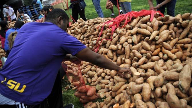 A volunteer fills a bag with potatoes Tuesday, April 22, 2014, during a potato drop put on by Kitchens on the Geaux at the Parade Ground.