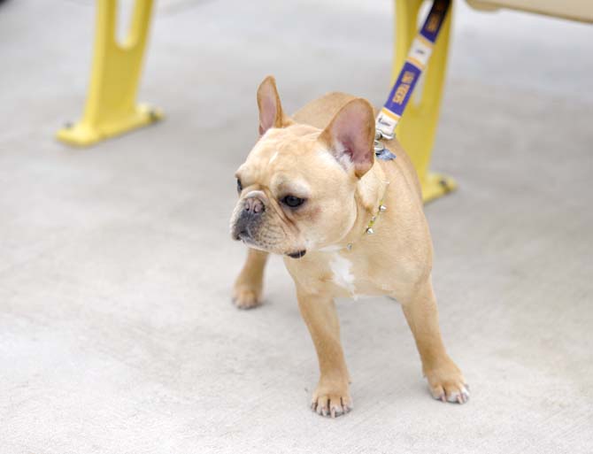 A french bulldog stares at fans Sunday, April 6, 2014, during LSU's 9-0 loss to Tennessee in Tiger Park.