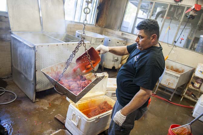 The seasoned crawfish are then weighed Thursday, April 12, 2014 at LT's Seafood located in Broussard, La.