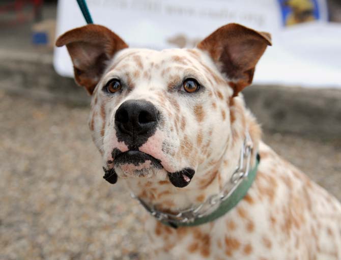 Pitbull and red heeler mix Puck enjoys the atmosphere Monday, April 7, 2014 at the Woofstock event at Petz Plaza on Jefferson Highway.