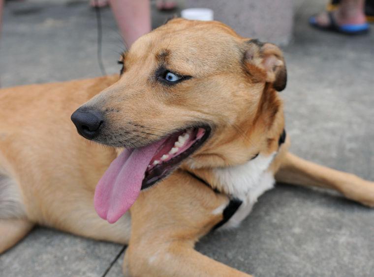 Azalea the dog enjoys the crowd Saturday, April 26, 2014 at the annual Festival International de Louisiane in Downtown Lafayette.