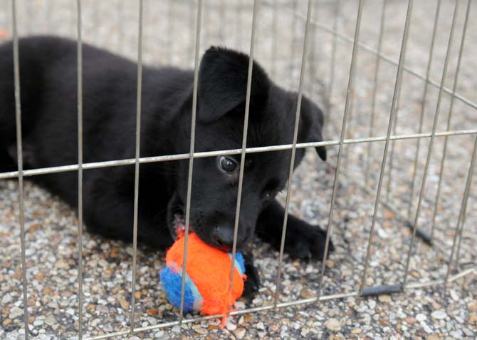 An adoptable puppy chews on a ball Monday, April 7, 2014 at the Woofstock event at Petz Plaza on Jefferson Highway.