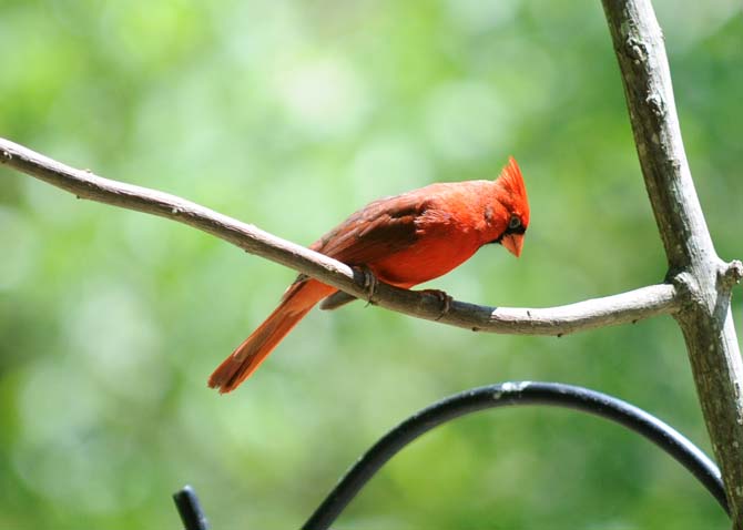 A cardinal sits on a branch Wednesday, April 9, 2014 at the BREC Bluebonnet Swamp Nature Center.