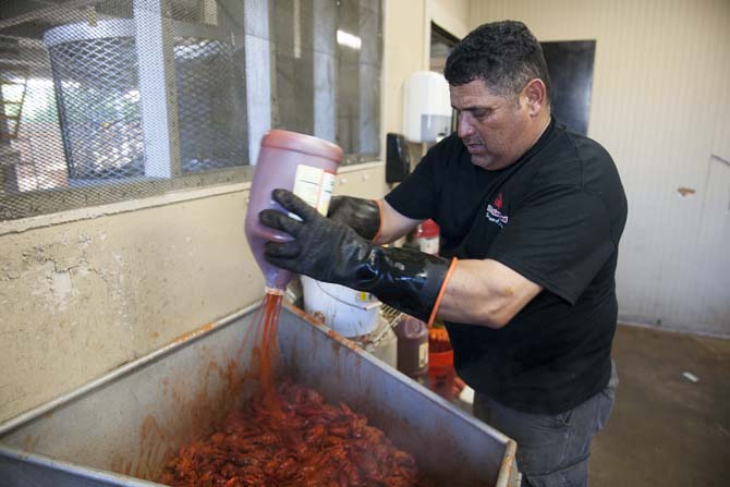 The boiled crawfish is seasoned in preperation for weighing Thursday, April 12, 2014 at LT's Seafood located in Broussard, La.