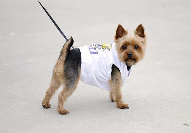 Softball fans were encouraged to bring their dogs to Tiger Park for the "Bark in the Park" game.