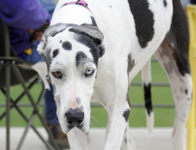 Softball fans were encouraged to bring their dogs to Tiger Park for the "Bark in the Park" game.