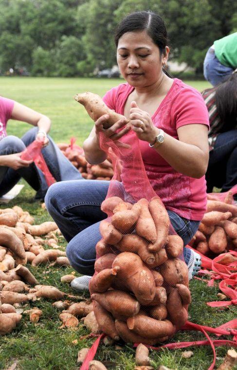 Jane Pablico, a volunteer with the Baton Roue Food Bank, fills a bag with potatoes Tuesday, April 22, 2014, during a potato drop put on by Kitchens on the Geaux at the Parade Ground.