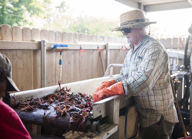 Billy Talley and fellow workers grade crawfish brought in by local and personal ponds Saturday, April 12, 2014 at LT's Seafood located in Broussard, La.