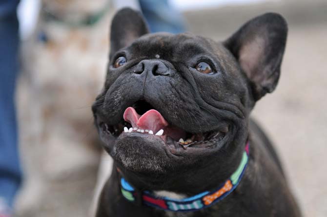 French bulldog Blues sticks out his tongue Monday, April 7, 2014 at the Woofstock event at Petz Plaza on Jefferson Highway.