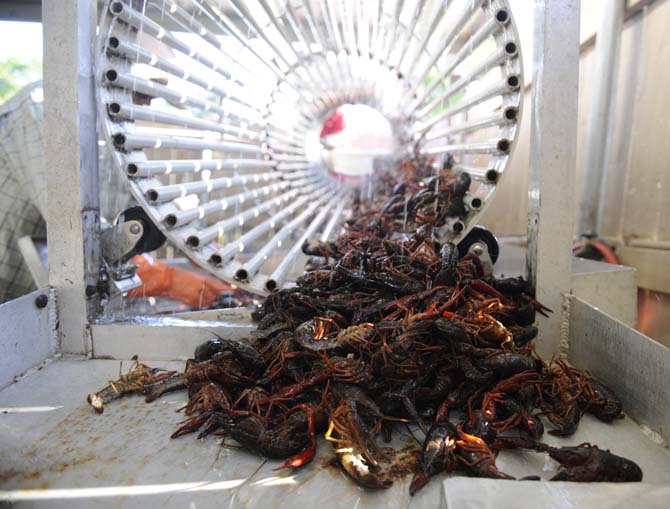 Crawfish are graded and sorted Saturday, April 12, 2014 at LT's Seafood and Steak House located in Broussard La.