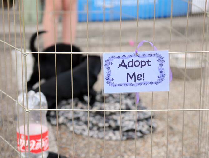 Puppies waiting to be adopted play in a pin Monday, April 7, 2014 at the Woofstock event at Petz Plaza on Jefferson Highway.