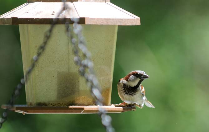 A bird sits on a feeder Wednesday, April 9, 2014 at the BREC Bluebonnet Swamp Nature Center.