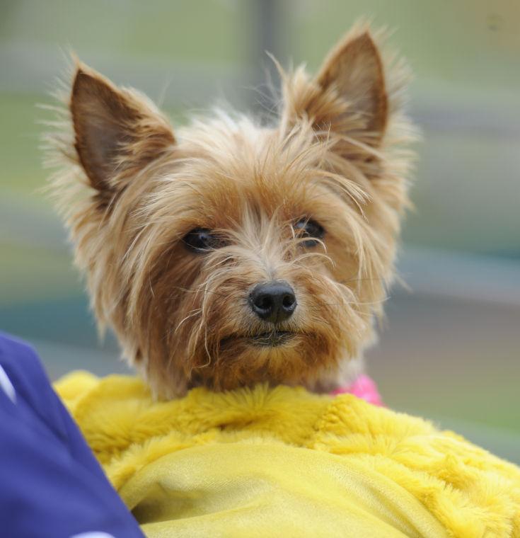 Softball fans were encouraged to bring their dogs to Tiger Park for the "Bark in the Park" game.