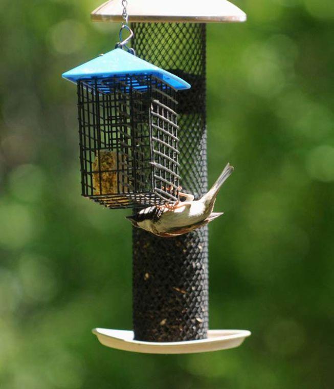 A bird hangs from a feeder Wednesday, April 9, 2014 at the BREC Bluebonnet Swamp Nature Center.