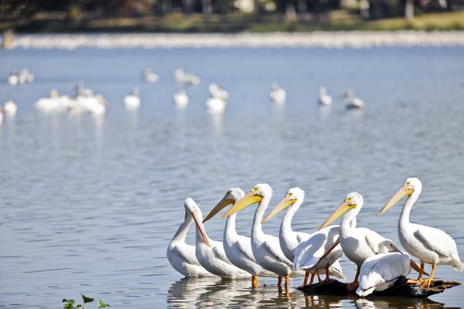 Especially now that the weather has finally cooled down, why wouldn't you want to admire the beautiful LSU lakes? This is perfect for the exercise addicts. A couple that runs together, stays together, right? &#160;