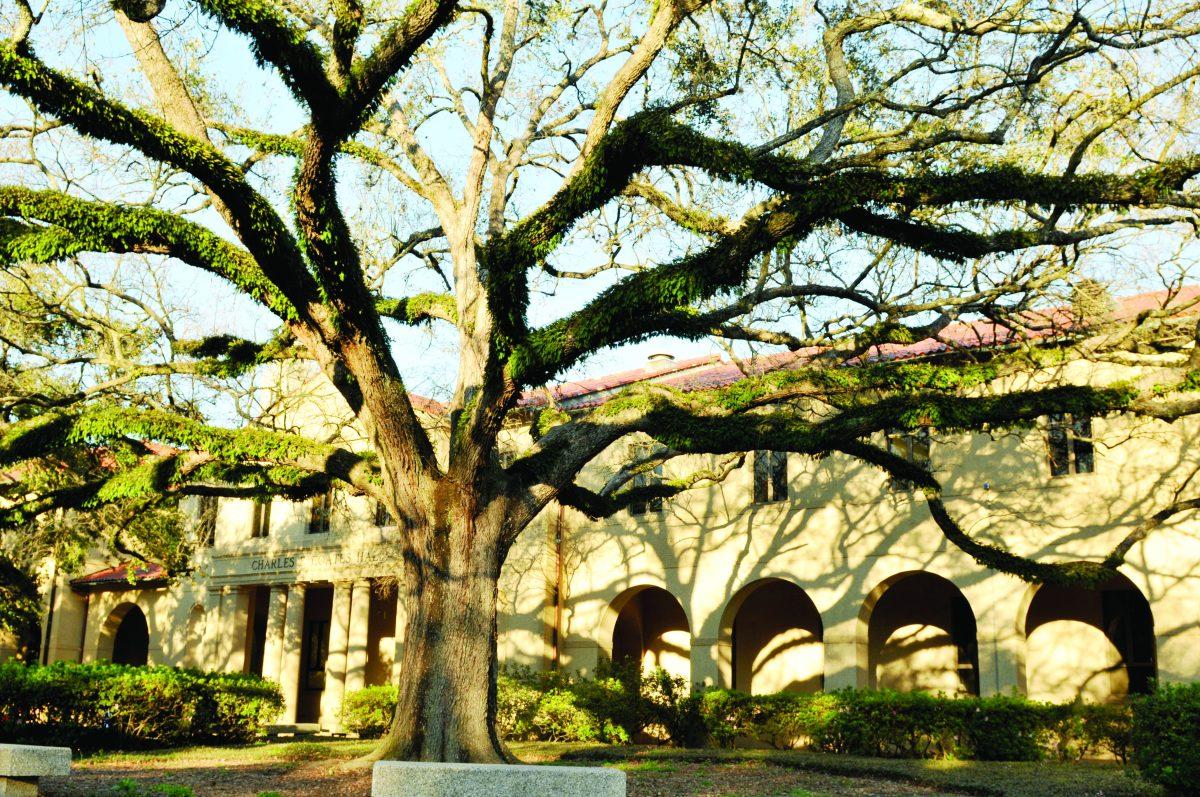 An oak tree stands in the quad Thursday, Feb. 14, 2013.