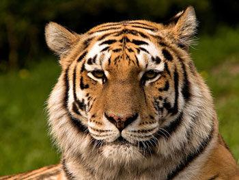 This is a tiger