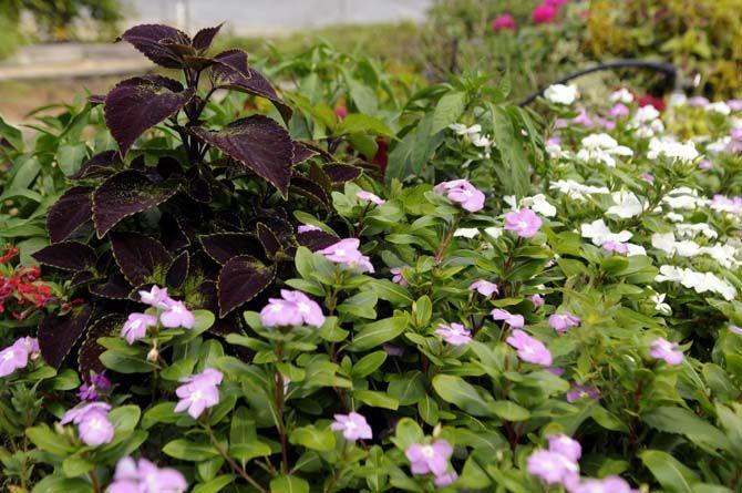 Flowers at Horticulture Teaching Services community gardens.