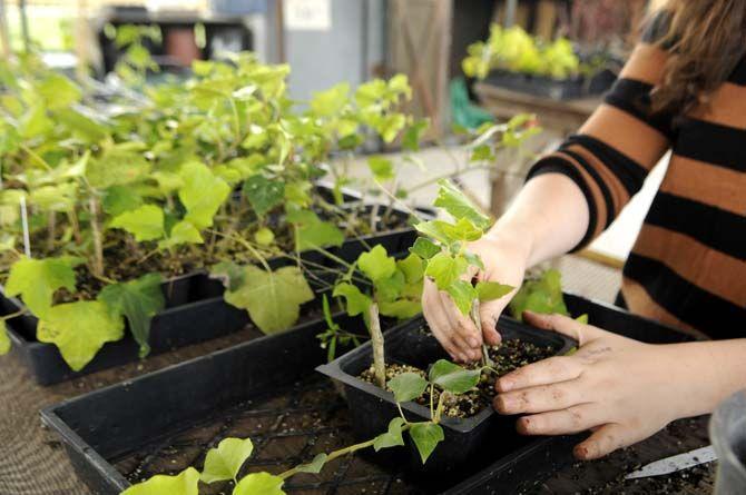 Environmental Engineer student handles plants at the horticulture center Wednesday September 24, 2014.
