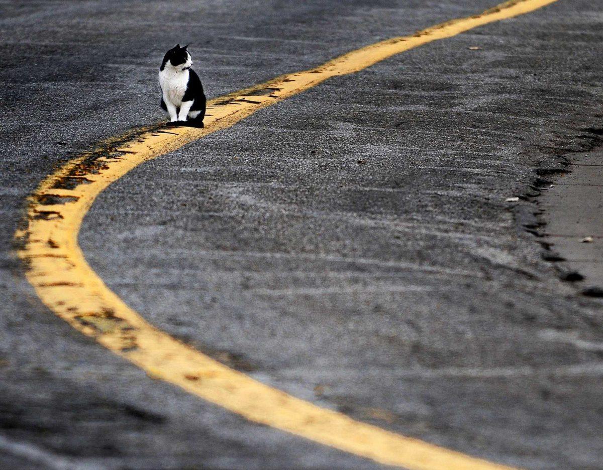 A cat sits on a painted road stripe Jan. 24 in Salina, Kan. The Capital Area Animal Welfare Society recently received a $5,000 and is using some of the money for controlling Baton Rouge&#8217;s feral cat population through spays and neuters.