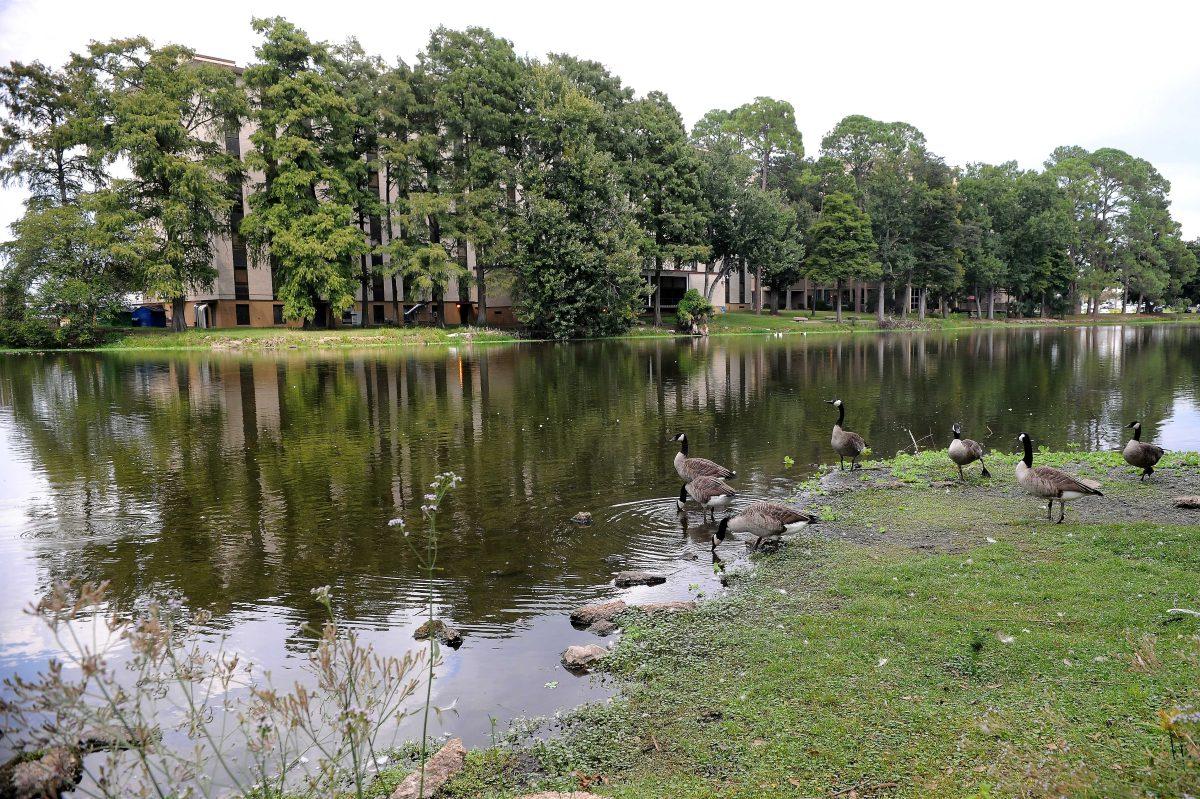 Geese do geese things on Campus Lake on Thursday.