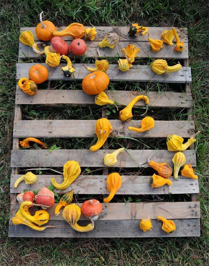 Pumpkin patches are a defining part of the Halloween tradition. Jefferson United Methodist Church, located at 10328 Jefferson Highway, offers an annual pumpkin patch with proceeds funding their various missions.