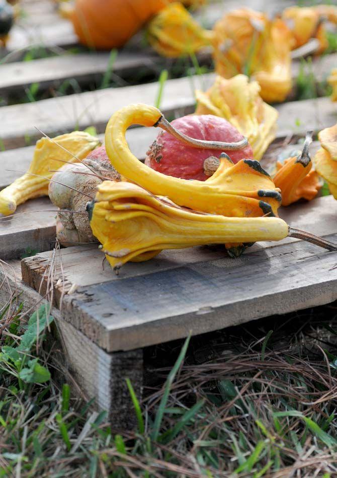 Pumpkin patches are a defining part of the Halloween tradition. Jefferson United Methodist Church, located at 10328 Jefferson Highway, offers an annual pumpkin patch with proceeds funding their various missions.