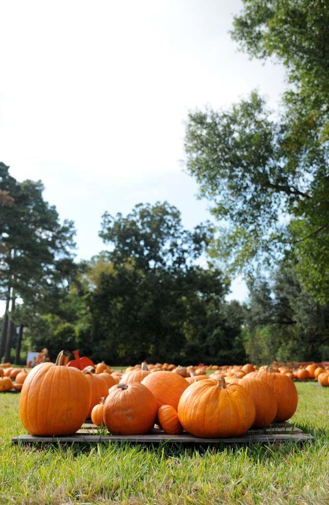 Pumpkin patches are a defining part of the Halloween tradition. Jefferson United Methodist Church, located at 10328 Jefferson Highway, offers an annual pumpkin patch with proceeds funding their various missions.