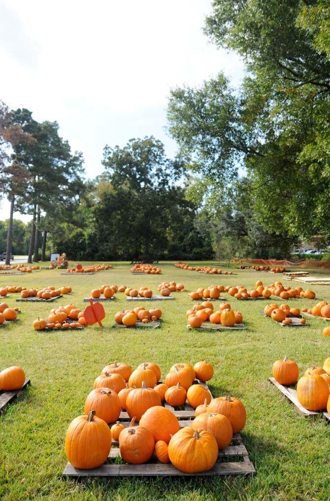 Pumpkin patches are a defining part of the Halloween tradition. Jefferson United Methodist Church, located at 10328 Jefferson Highway, offers an annual pumpkin patch with proceeds funding their various missions.