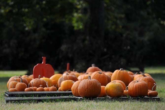 Pumpkin patches are a defining part of the Halloween tradition. Jefferson United Methodist Church, located at 10328 Jefferson Highway, offers an annual pumpkin patch with proceeds funding their various missions.