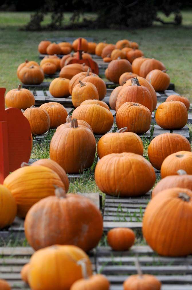 Pumpkin patches are a defining part of the Halloween tradition. Jefferson United Methodist Church, located at 10328 Jefferson Highway, offers an annual pumpkin patch with proceeds funding their various missions.