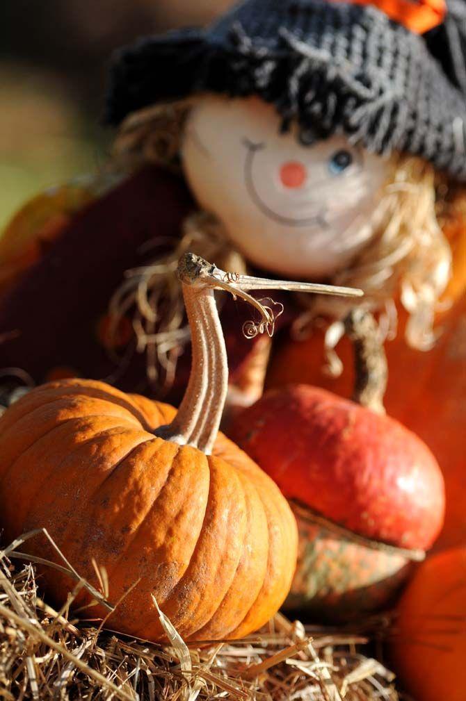 Pumpkin patches are a defining part of the Halloween tradition. Jefferson United Methodist Church, located at 10328 Jefferson Highway, offers an annual pumpkin patch with proceeds funding their various missions.