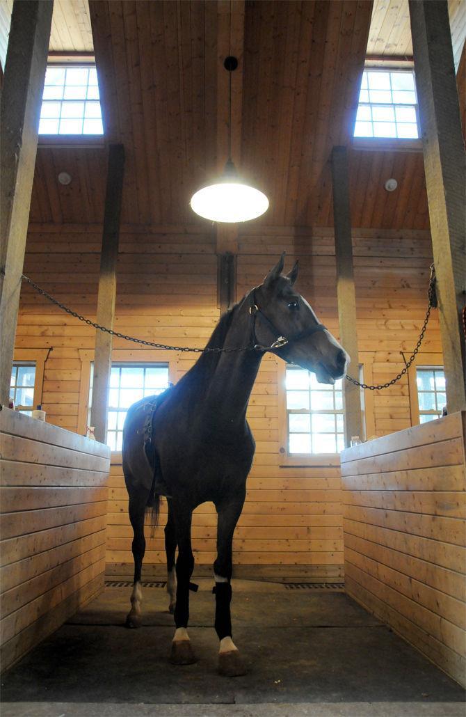 Boisvert Farms, owned by the Purdin family, specializes in breeding Arabian horses. The stall pictured enables stablehands to saddle horses for training.