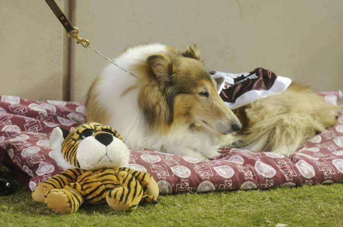 Aggie mascot Reveille VIII attends her last Texas A&amp;M home game before being retired at school year's end.