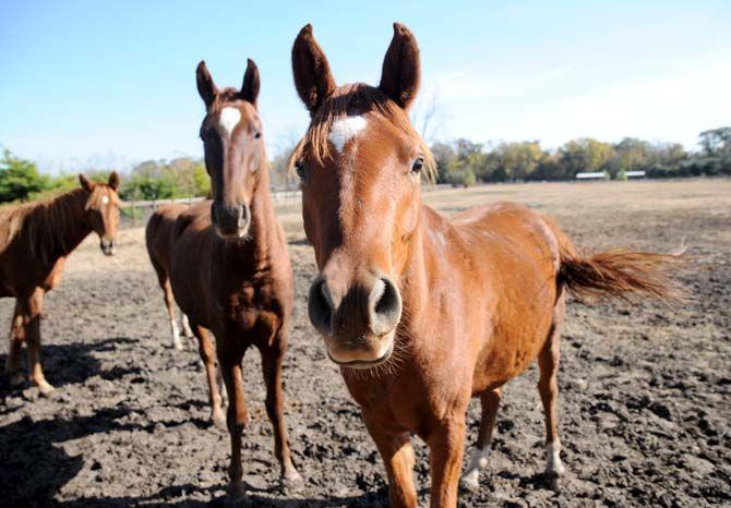 Boisvert Farms, owned by the Purdin family, specializes in breeding Arabian horses.