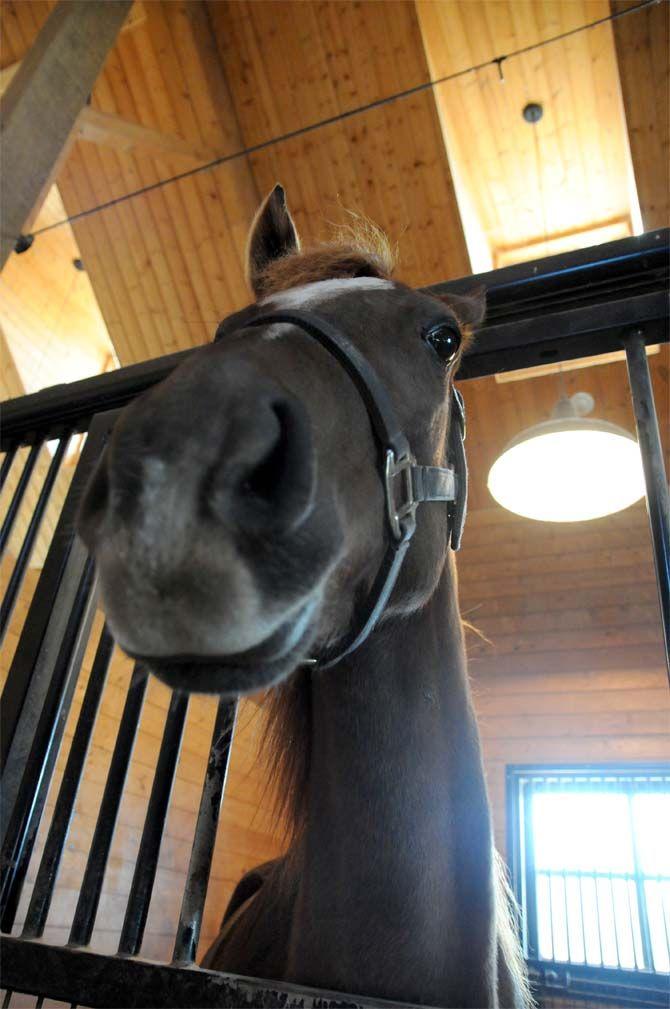 Boisvert Farms, owned by the Purdin family, specializes in breeding Arabian horses.