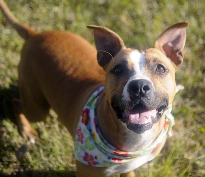 CAABR is a Baton Rouge shelter that is working to find homes of dogs like Russo.