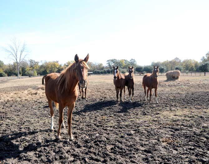 Boisvert Farms, owned by the Purdin family, specializes in breeding Arabian horses.