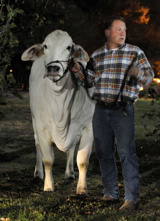 The last of the escaped cattle wait Sunday outside the Lod Cook Alumni Center hotel for a trailer to return them to the LSU AgCenter barns.