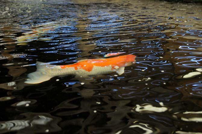 Boisvert Farms, owned by the Purdin family, specializes in breeding Arabian horses. The Purdin's also own Purdin Koi Farm, where Scott Purdon raises and sells koi.