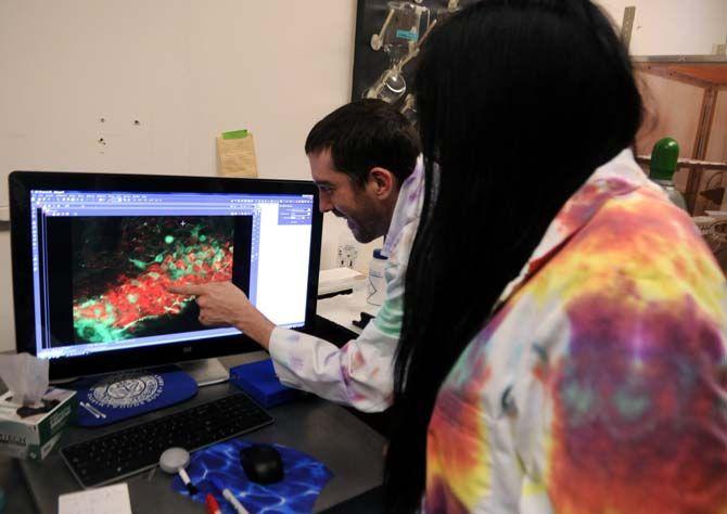 BRCC biology sophomore Ryan LeBlanc and LSU biochemistry senior Katie Huang look at microscopic images of an alligator brain Wednesday Nov. 12, 2014 in the Life Science building.