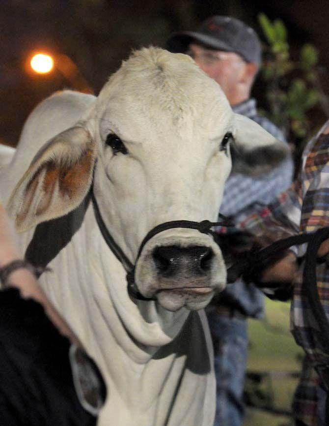 The last of the escaped cattle wait Sunday outside the Lod Cook Alumni Center hotel for a trailer to return them to the LSU AgCenter barns.
