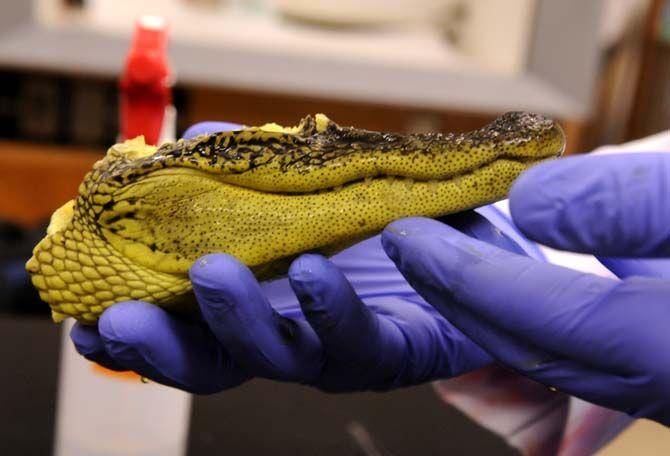 BRCC biology sophomore Ryan LeBlanc displays an alligator head Wednesday Nov. 12, 2014 in the Life Science building.
