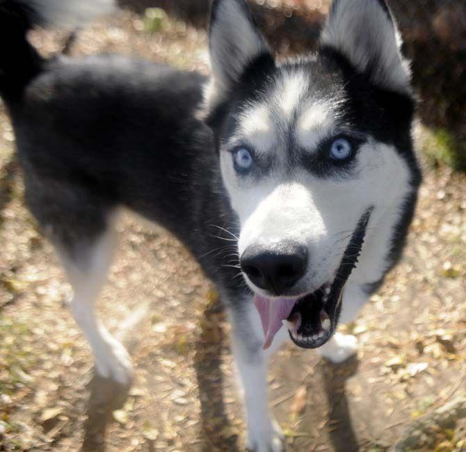 Local shelter makes moves to find animals homes