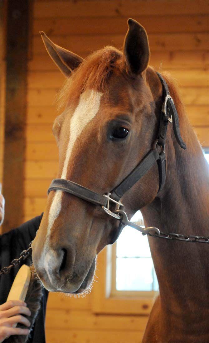 Boisvert Farms, owned by the Purdin family, specializes in breeding Arabian horses.