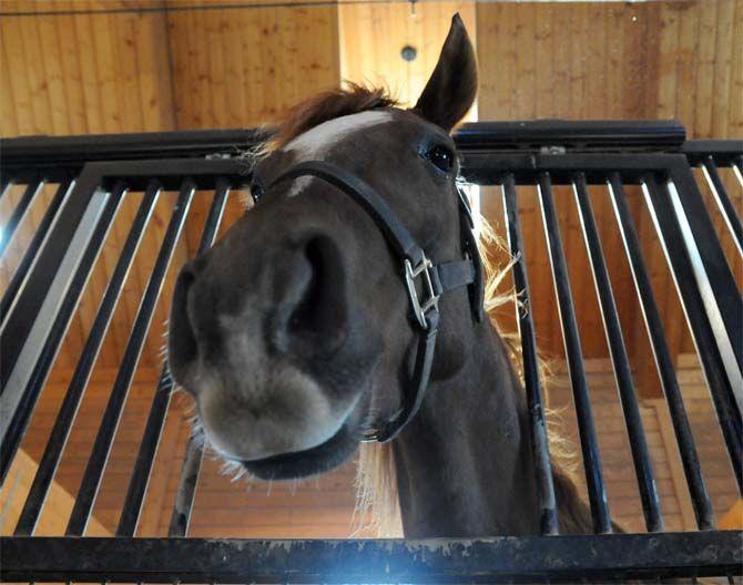 Boisvert Farms, owned by the Purdin family, specializes in breeding Arabian horses.