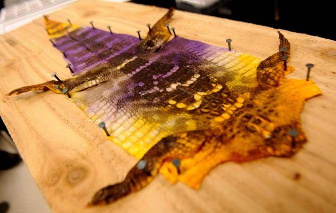 Purple and gold tie-dye alligator skin is displayed in a Life Science building lab.