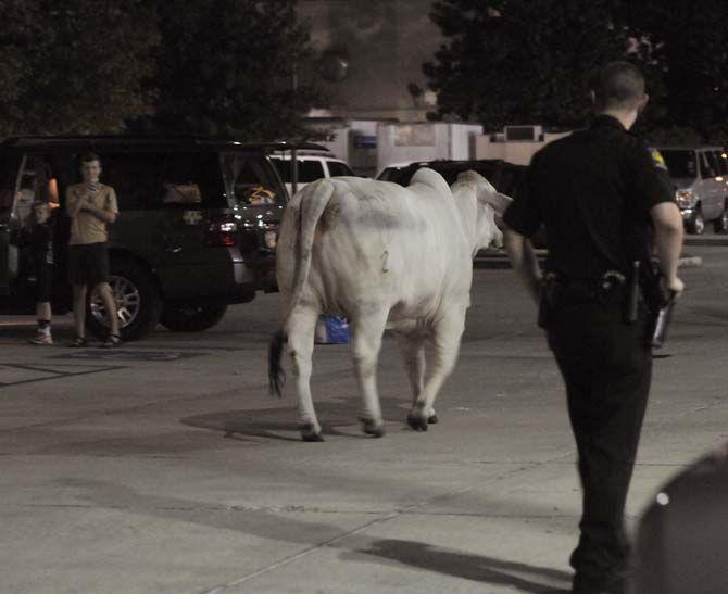 The last of the escaped cattle wait Sunday outside the Lod Cook Alumni Center hotel for a trailer to return them to the LSU AgCenter barns.