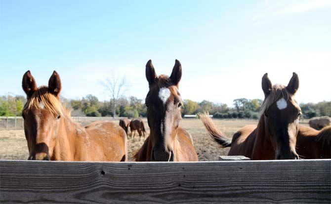 Boisvert Farms, owned by the Purdin family, specializes in breeding Arabian horses.