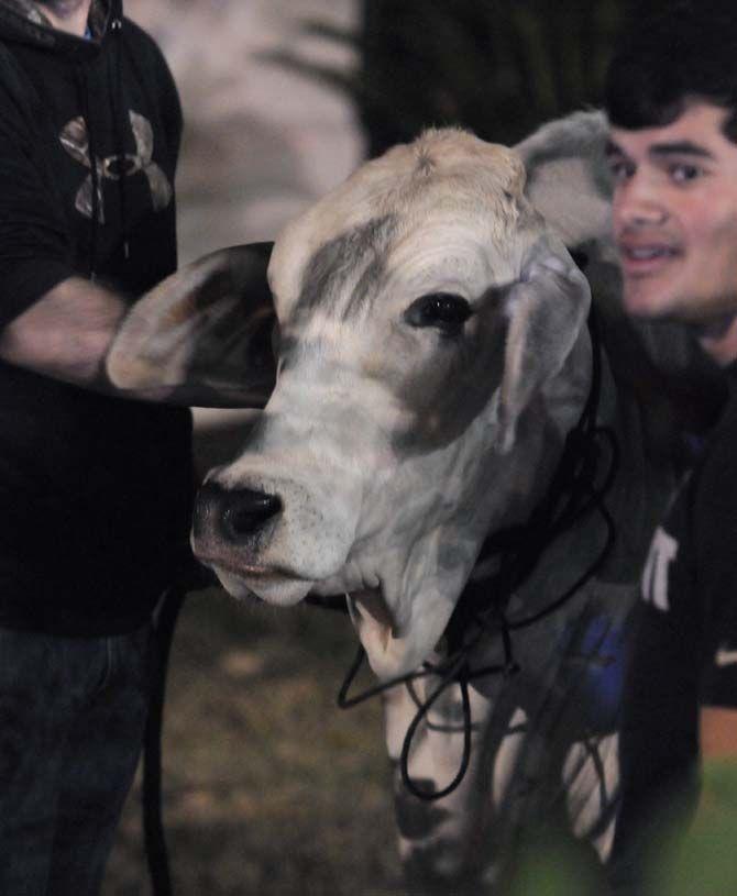 The last of the escaped cattle wait Sunday outside the Lod Cook Alumni Center hotel for a trailer to return them to the LSU AgCenter barns.